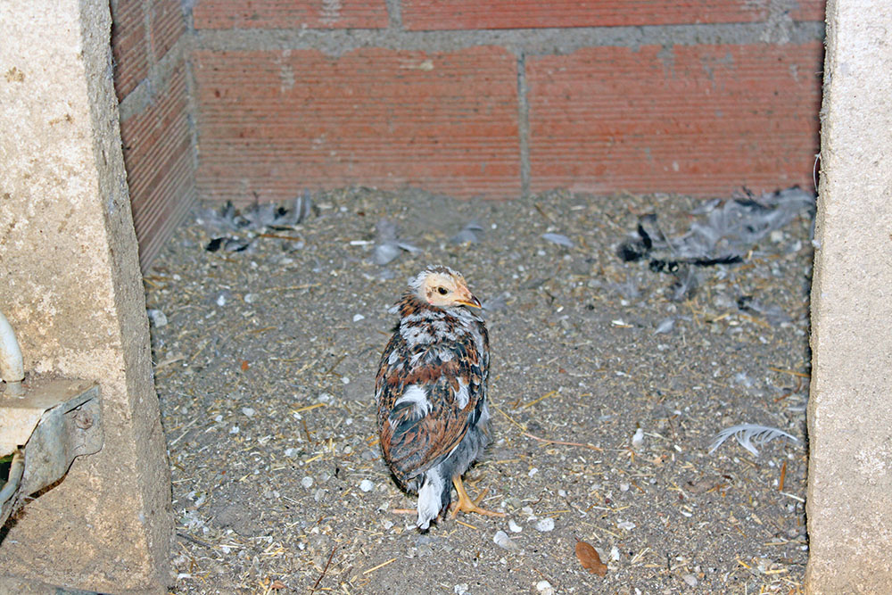 Pollos Casa Rural La Dehesilla de Melque